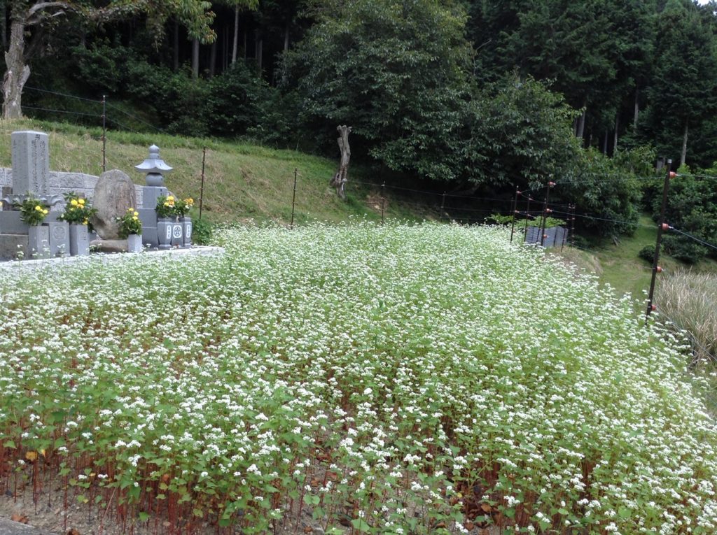蕎麦の花
