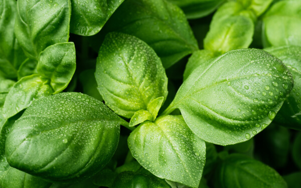 トッピング用のバジル